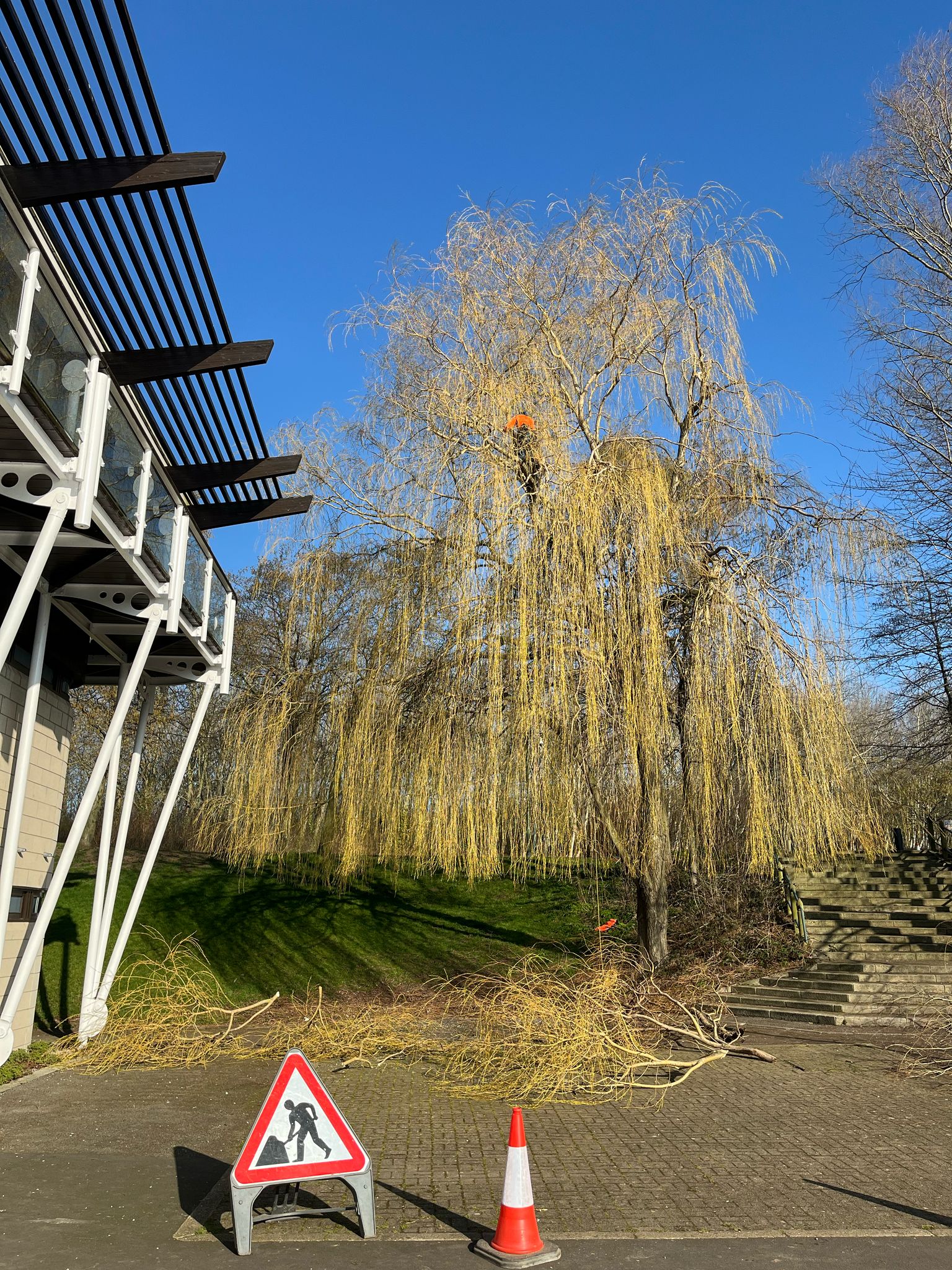 treescape northallerton